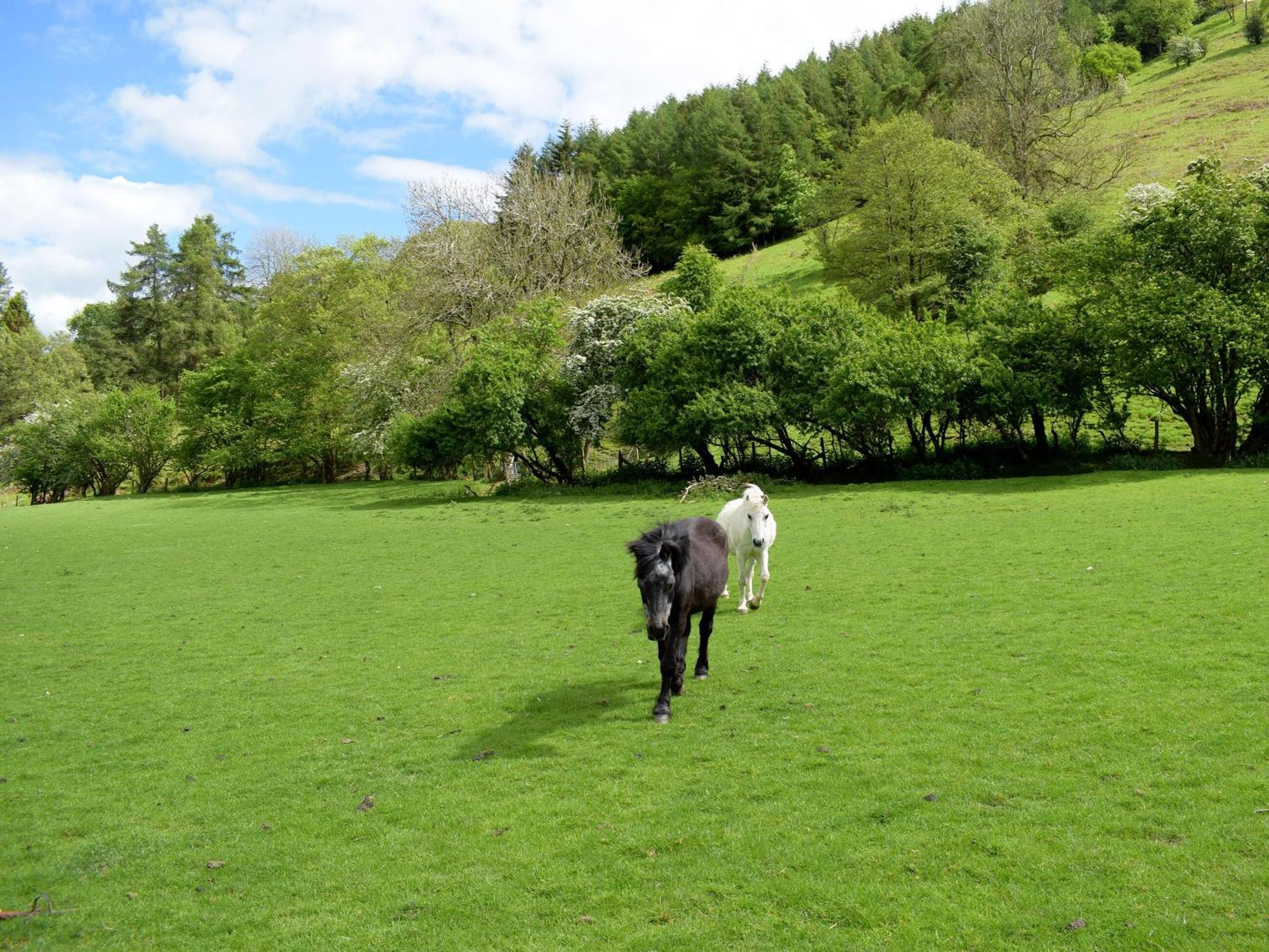 Lower Goytre Farmhouse Llanfair Waterdine Ngoại thất bức ảnh